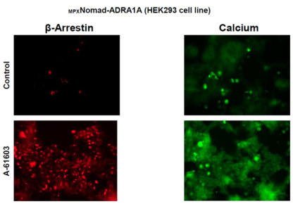 HEK293 cells stably expressing Alpha-1A adrenergic Receptor, Calcium biosensor & ß-arrestin biosensor