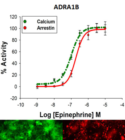 HEK293 cells stably expressing Alpha-1B adrenergic Receptor, Calcium biosensor & β-arrestin