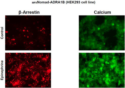 HEK293 cells stably expressing Alpha-1B adrenergic Receptor, Calcium biosensor & β-arrestin