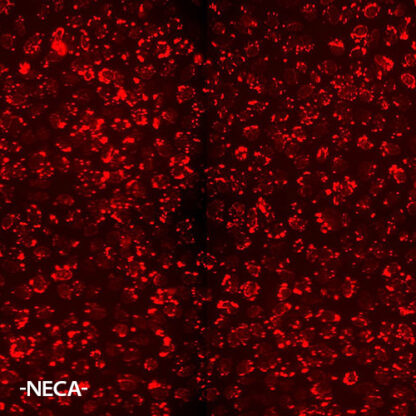 adenosine A2B receptor (ADORA2B) cell line