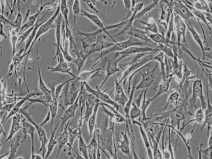 Rat Preadipocytes