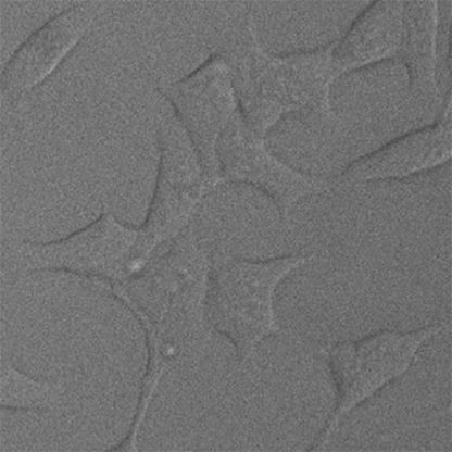 ACE2 stable cell line