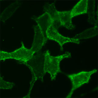 ACE2 stable cell line