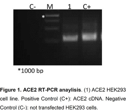 ACE2 stable cell line