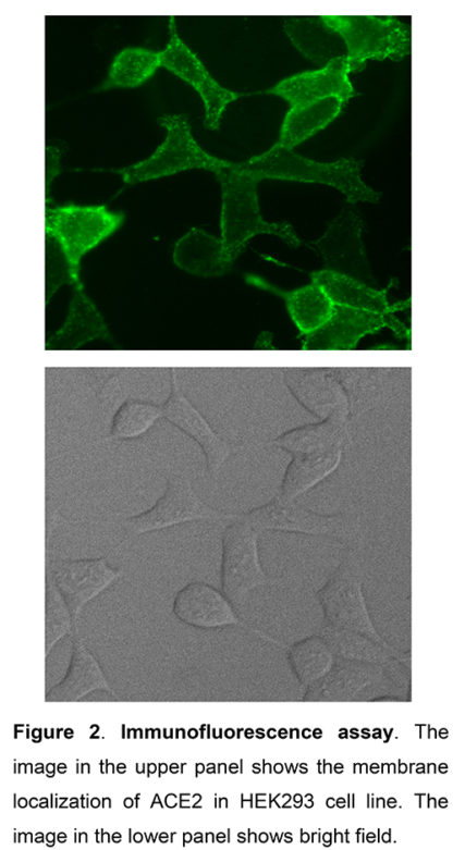 ACE2 stable cell line