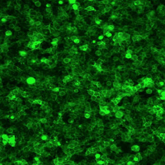 fluorescent ACE2 cell line