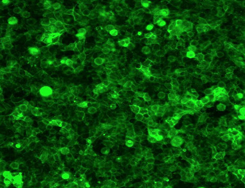 HEK293 Cell Line Stable Expressing Green Fluorescent ACE2