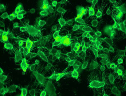 Cells Expressing Membrane Bound TNFα