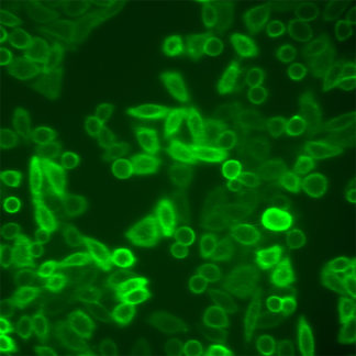 Cell Line Expressing IL-12B and Luciferase
