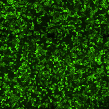 IL-6 Receptor cell line