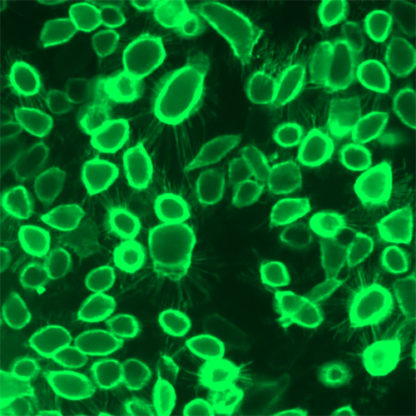 Cell Line Expressing IL6R and Luciferase