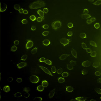 Cell Line Stable Expressing CD20 and Luciferase