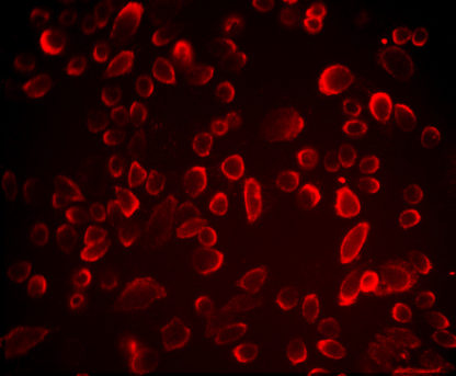 Stable Cell Line expressing CTLA4 and Luciferase