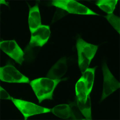 Stable cell line expressing SARS-CoV-2 Nucleocapsid protein