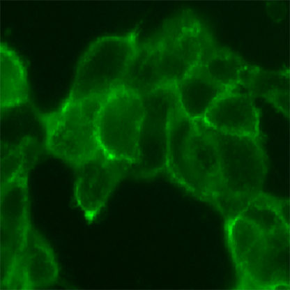 cell line for sars-cov-2 spike mutant v367f