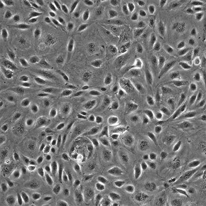 Testicular Endothelial Cells