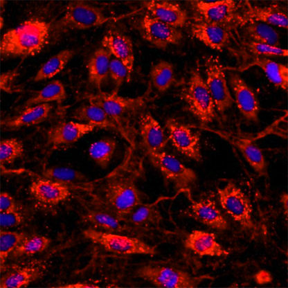 Human Testicular Endothelial Cells