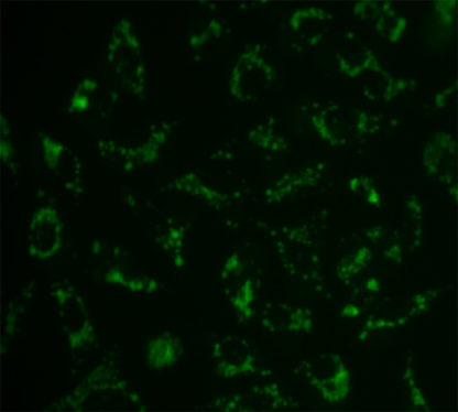 mitochondrial assay 3