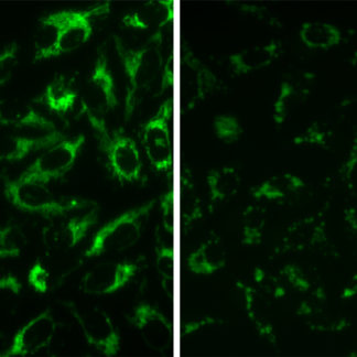 mitochondrial assay 1