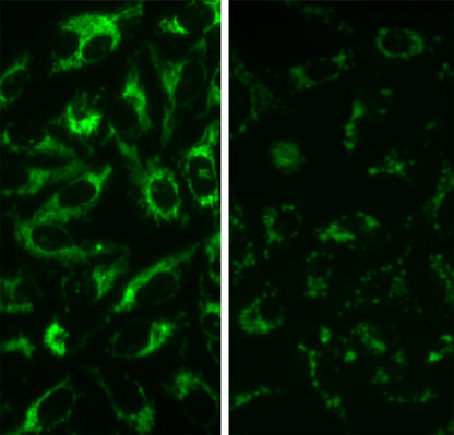 mitochondrial assay 1