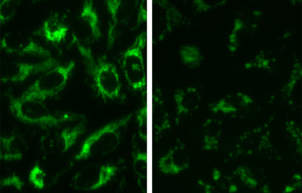 Fluorescent Mitochondria U2OS Cell Line