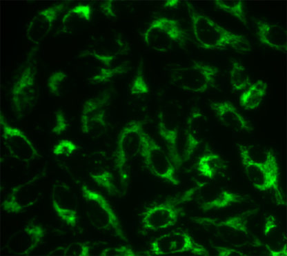 mitochondrial assay 2