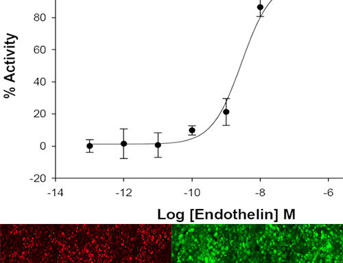 Endothelin Receptor B (EDNRB) Multiplexed Assay Cell Line