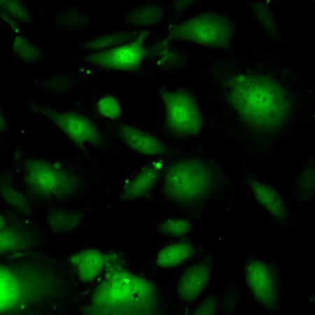 Human Gastrointestinal Cell System – Cells Online