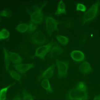 tau 2N4R P301L mutant cell line