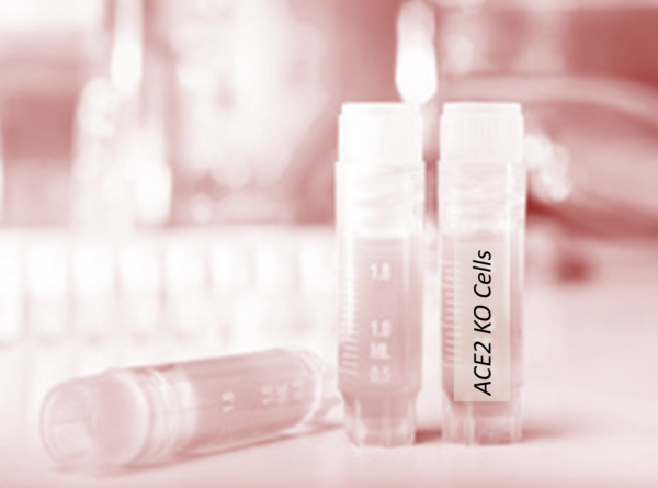 Knockout (KO) Cell Lines – Cells Online