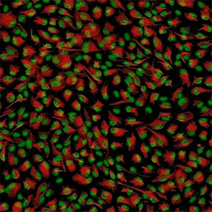 Human Gastric Epithelial Cells