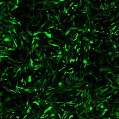 Green Fluorescent Immortalized Astrocytes