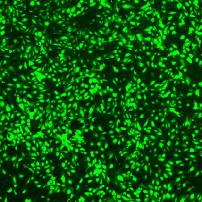 Green Fluorescent Immortalized Aortic Endothelial Cells