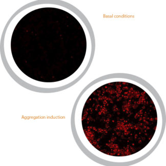 SOD1-A4V Aggregation Assay HEK293 Cell Line