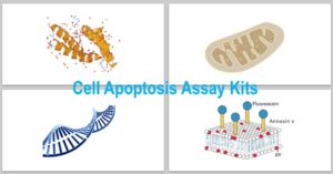 apoptosis assays