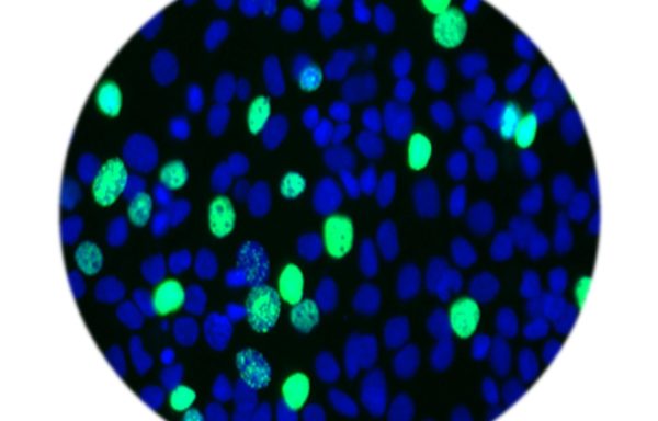 E-Click EdU Cell Proliferation Flow Cytometry Assay Kit (Green, Elab Fluor® 488)