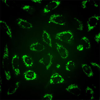 Green Fluorescent PINK1 Cell Line