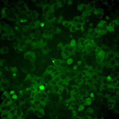 Fluorescent mutant HTT-92Q inducible cells