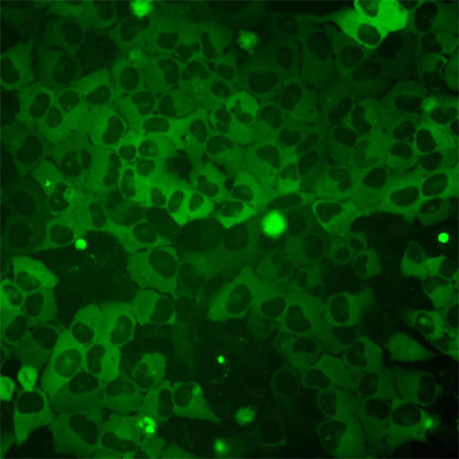 Fluorescent mutant HTT-92Q inducible cell line