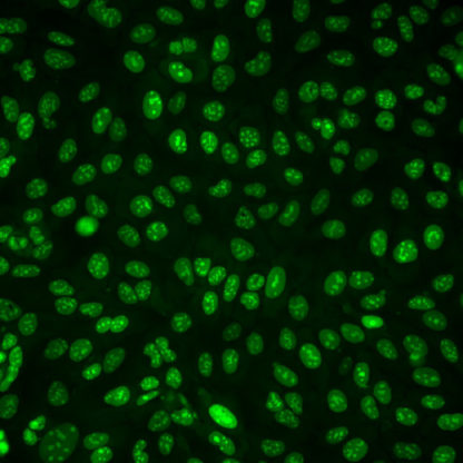 Fluorescent Nuclear Localization Signal Cell Lines