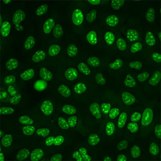 Fluorescent Nuclear Localization Signal Cell Lines