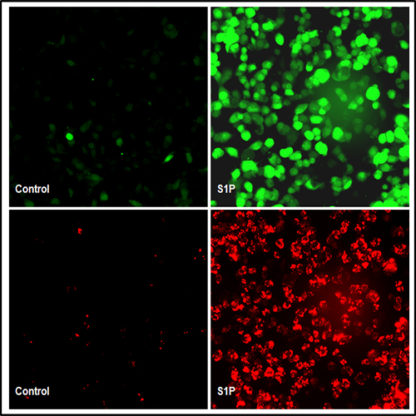 S1P3 Lysophospholipid Receptor HEK293 Cell Line