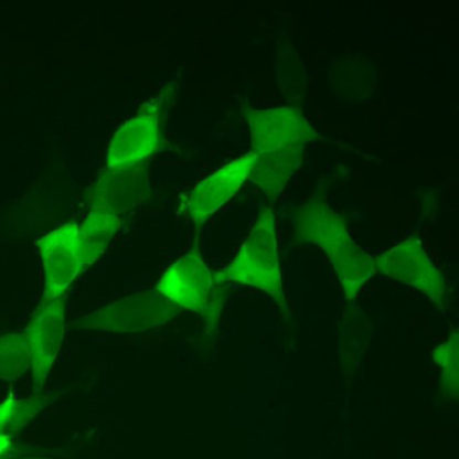 Green Fluorescent SOD1 HEK293 Cell Line