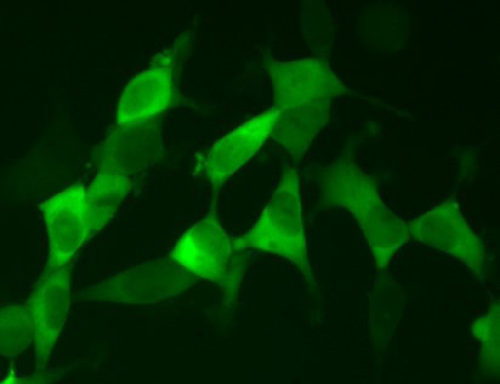 Fluorescent Cell Lines