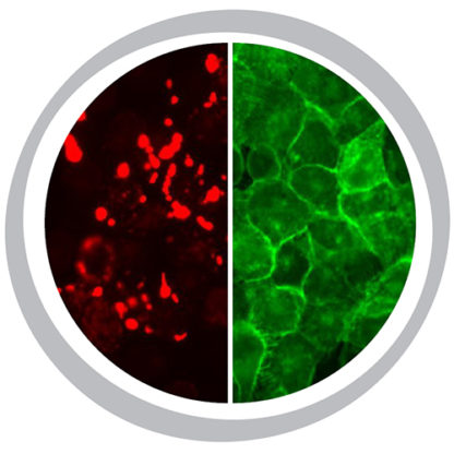 EP1 Prostanoid Receptor Cell Line