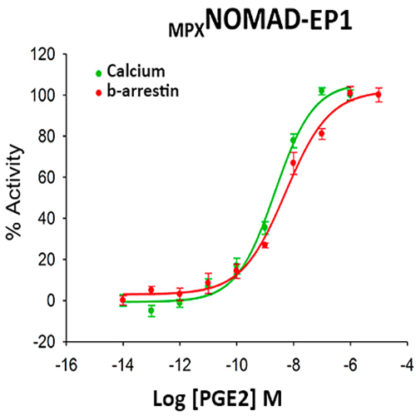 EP1 Prostanoid Receptor Cell Line