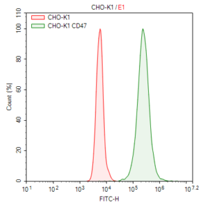 CD47 CHO-K1 cells - M00581