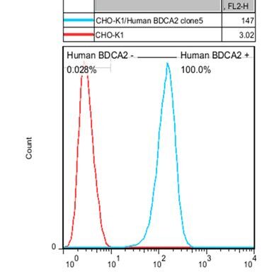 CHO-K1/ BDCA2 Stable Cell Line