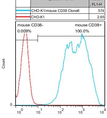 CHO-K1/ Mouse CD38 Stable Cell Line