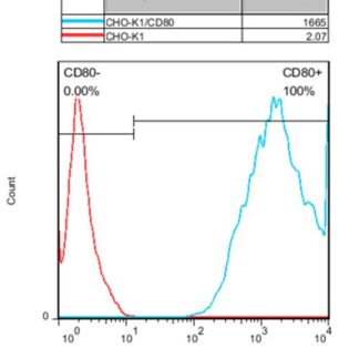 CD80 CHO-K1 cells - M00545